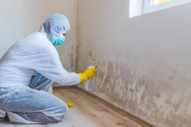 Licensed Attic Mold Removal service in Princeton, TX - WQB Mold Removal