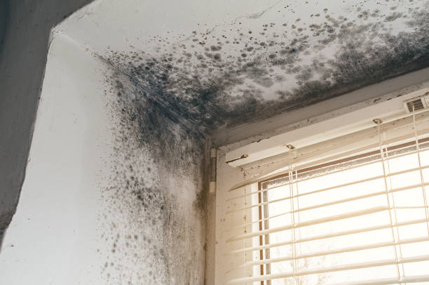 Affordable Attic Mold Removal solutions in Princeton, TX