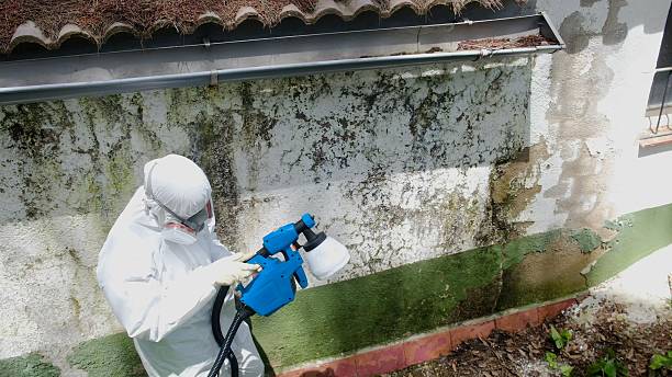 Top rated local Attic Mold Removal specialists in Princeton, TX
